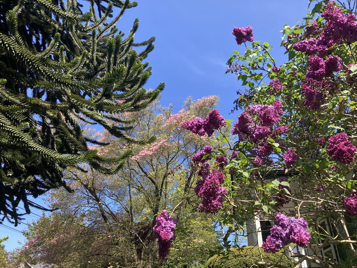 HRrob's tweet photo. Monkey Puzzle Dogwood Lilac Julep
#KentuckyDerby #152Derby #Seattle #weather https://t.co/u0yerzY4hz