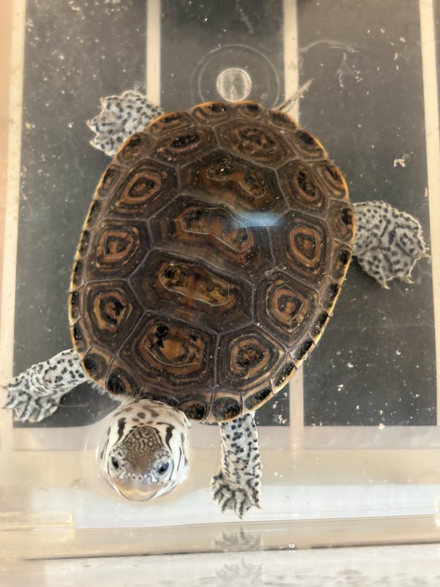 torano7878's tweet image. そろそろ水槽サイズを変更かな🐢

#ダイヤモンドバックテラピン
#DBT
#カロリナ