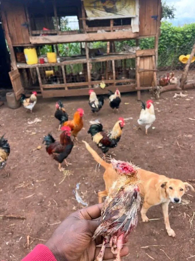 Mjukuu 🇰🇪💥 tweet media