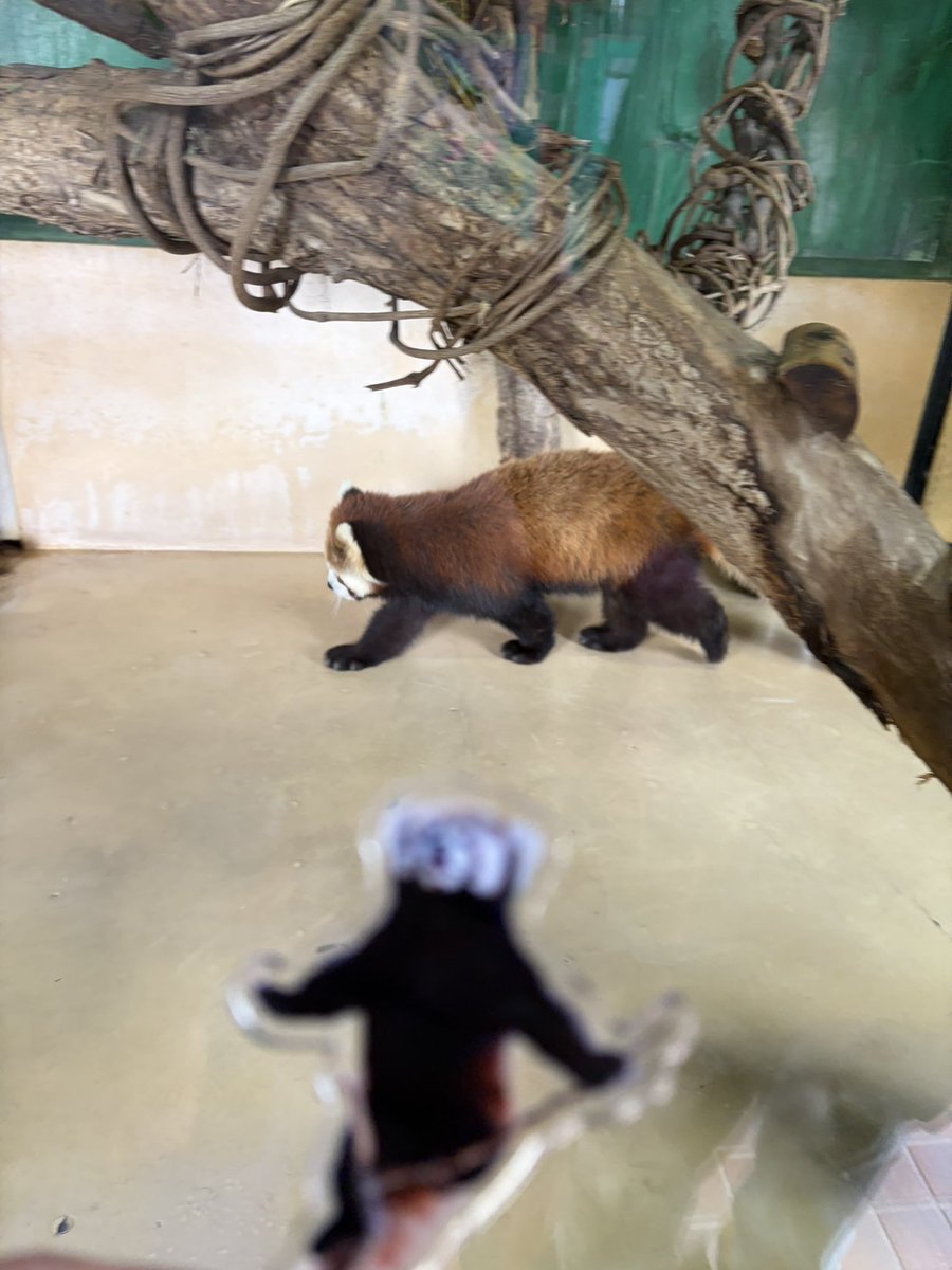 火星佳代（レッサーパンダｽｷｰ） tweet media