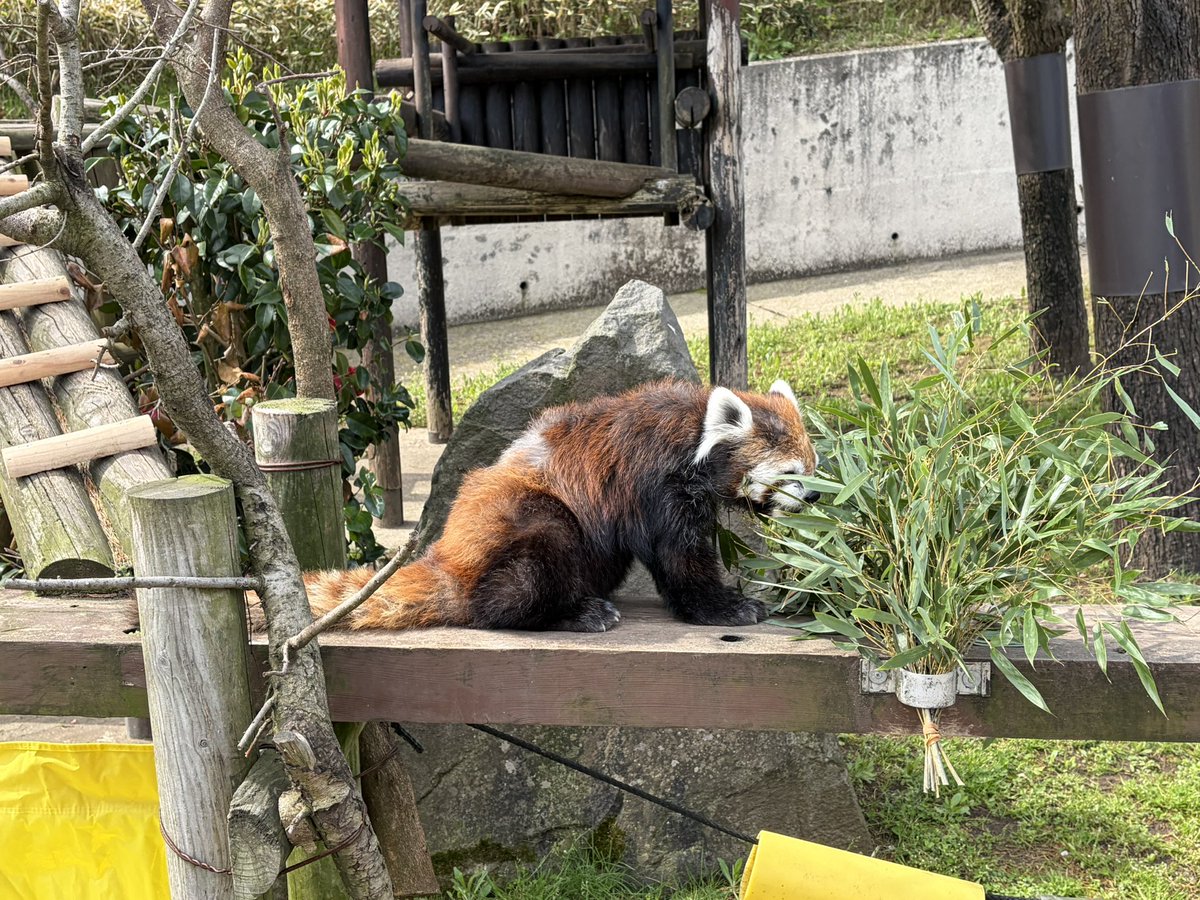 火星佳代（レッサーパンダｽｷｰ） tweet media