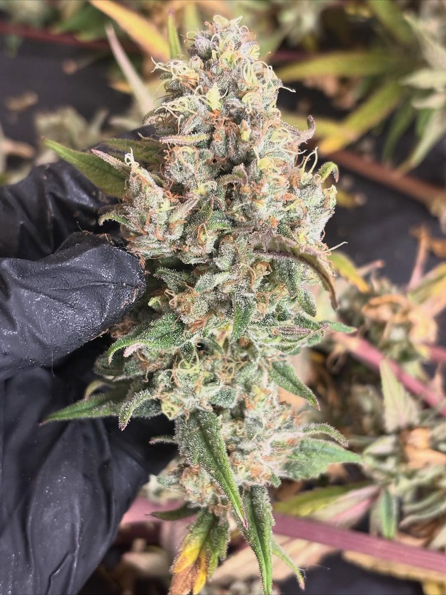 SUBX CANNABIS tweet media