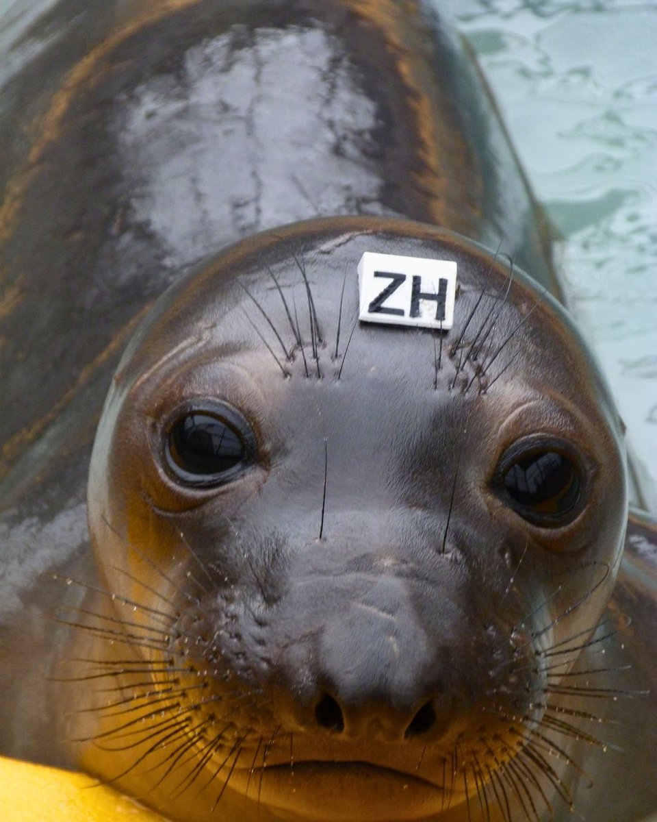 TMMC's tweet image. It's gonna be...former patient northern elephant seal May 🦭😉

#ItsGonnaBeMay #IYKYK #May #ElephantSeal