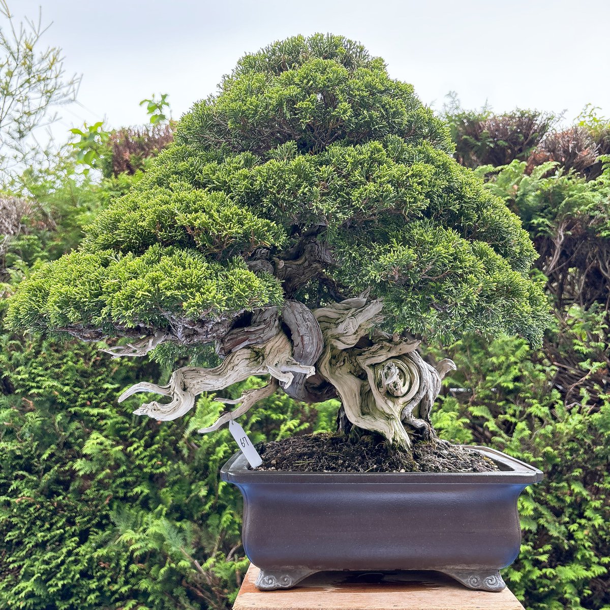 BONSAI BOSSA🪴 tweet media