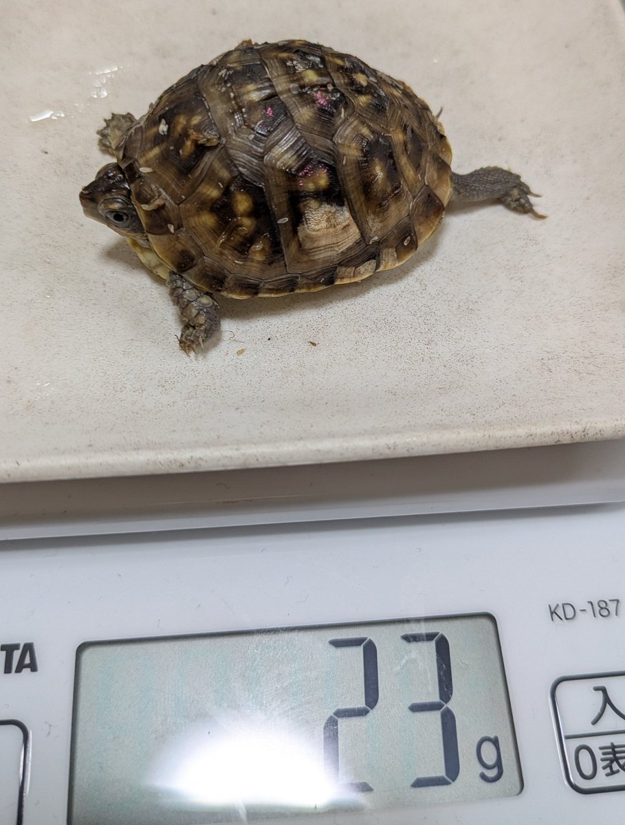 darumamaru's tweet photo. 月１体重測定
30年選手の最古参は安定
②枚目④枚目のコたちは順調
③枚目のコ、ほぼ毎日ミミズやらウズラミンチやら食べるけどひと月でわずか３g増😅
しかし同じ種類でも模様だけでなく甲羅の形もそれぞれ違っておもしろいですねほんとに🐢✨ https://t.co/KdQVAcv6F8