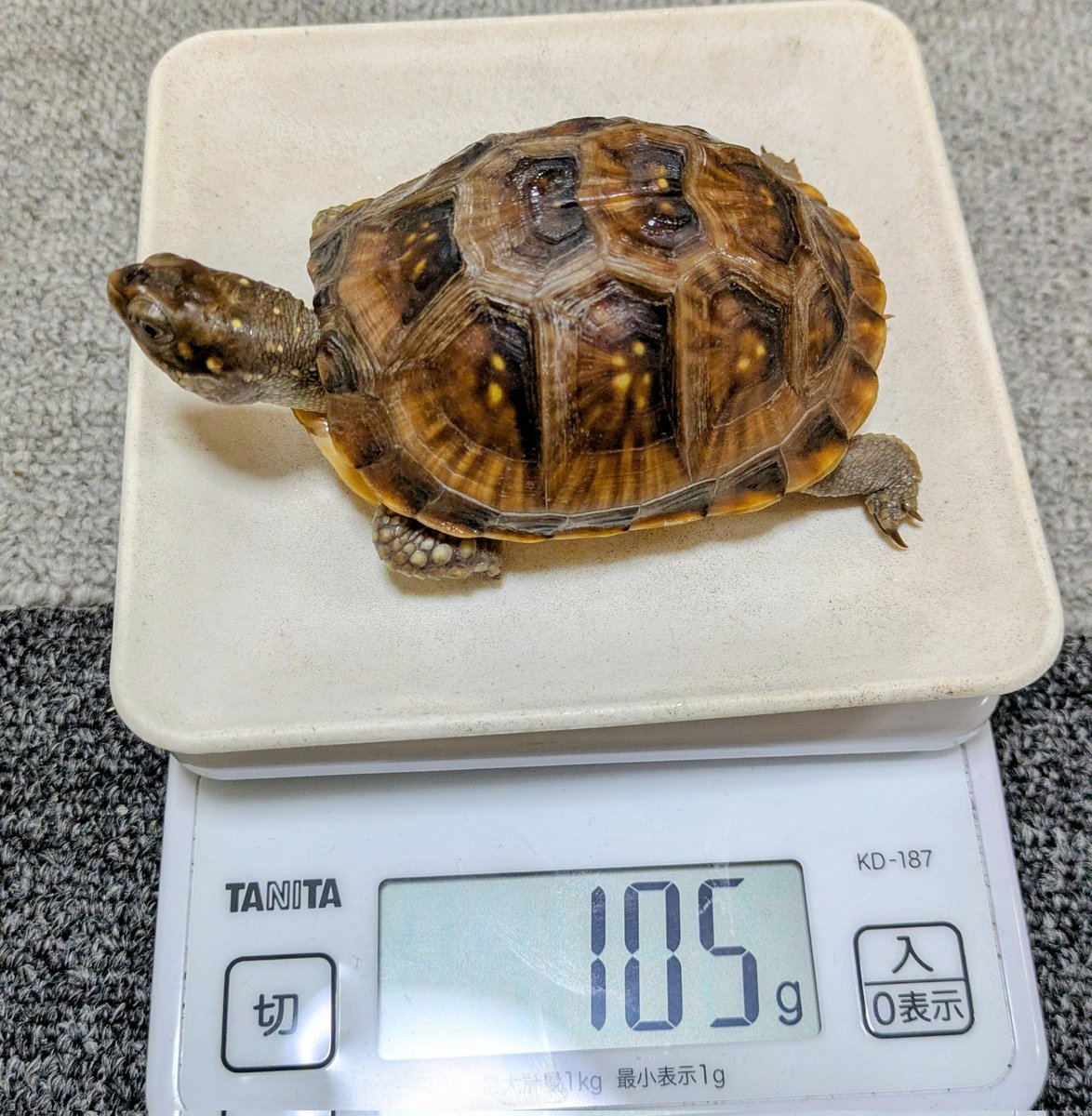 darumamaru's tweet photo. 月１体重測定
30年選手の最古参は安定
②枚目④枚目のコたちは順調
③枚目のコ、ほぼ毎日ミミズやらウズラミンチやら食べるけどひと月でわずか３g増😅
しかし同じ種類でも模様だけでなく甲羅の形もそれぞれ違っておもしろいですねほんとに🐢✨ https://t.co/KdQVAcv6F8