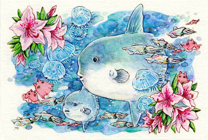 MEG🦑🐙🌸 tweet media