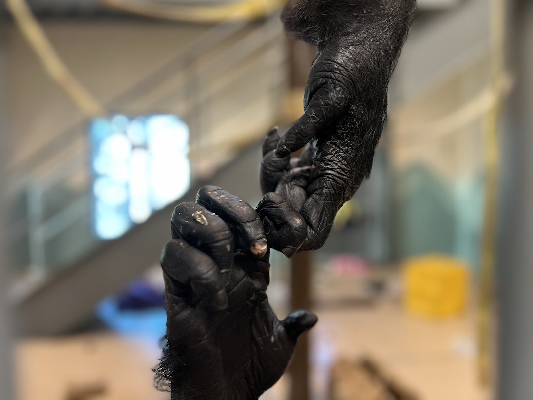 gargantuan orangutan⁷ |-/ tweet media