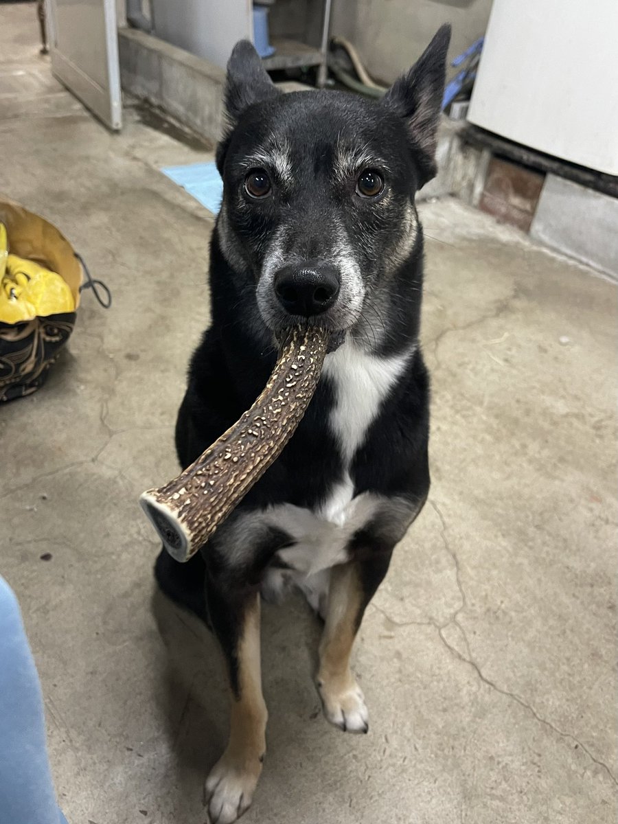 chekeAri's tweet image. 🐕💙「いっぷくだぜ」

#ZASH
#セイくん💙
#元保護犬
