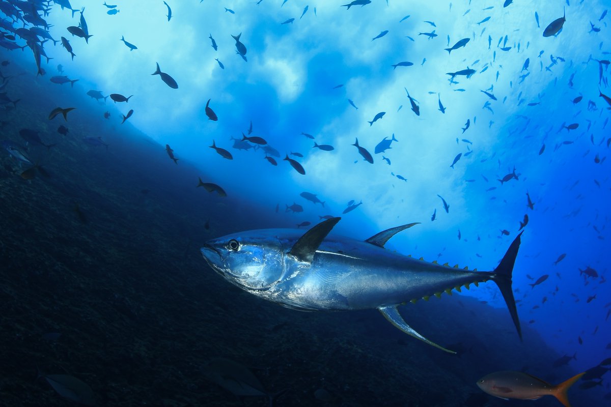 Global Fishing Watch tweet media