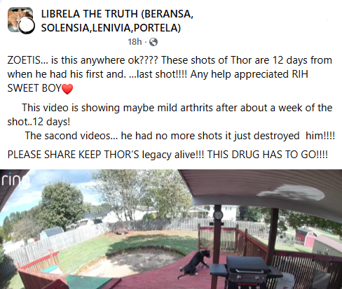 badpetmeds's tweet photo. Video shows Thor trying to walk and he loses control of his hind legs. This was 12 days after he had his first and only shot of Librela. Please share.
#RecallLibrela #SayNoToLibrela https://t.co/nGcqgNeu2I