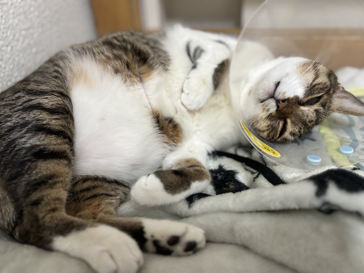 chimioboss's tweet image. 朝からご機嫌みーちー
白目むいてるけど、ご機嫌ポーズ
#猫
#ねこ
#cat
#CATLOVE