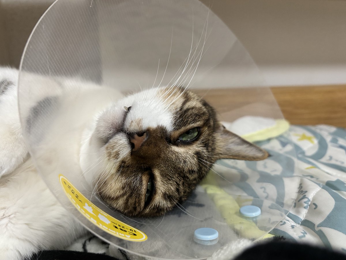 chimioboss's tweet image. 朝からご機嫌みーちー
白目むいてるけど、ご機嫌ポーズ
#猫
#ねこ
#cat
#CATLOVE