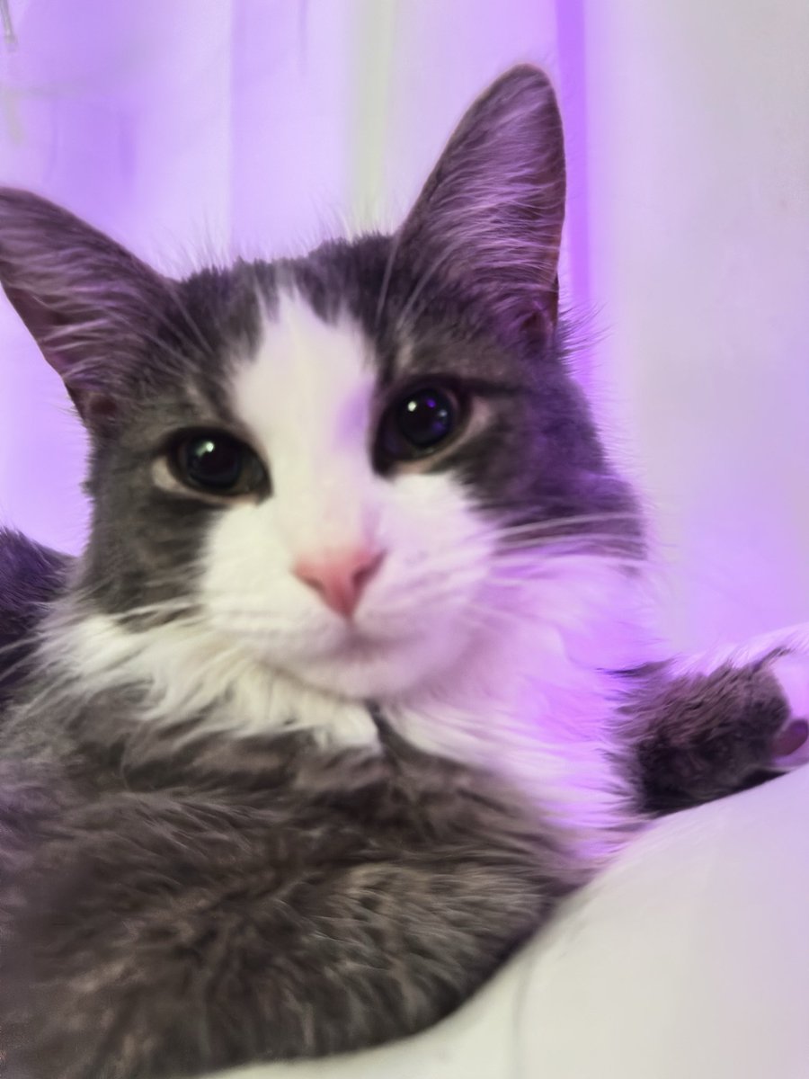 niynumbernine's tweet image. #cat