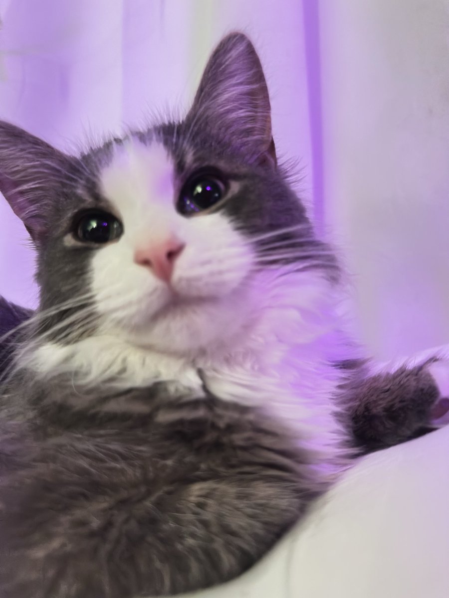 niynumbernine's tweet image. #cat