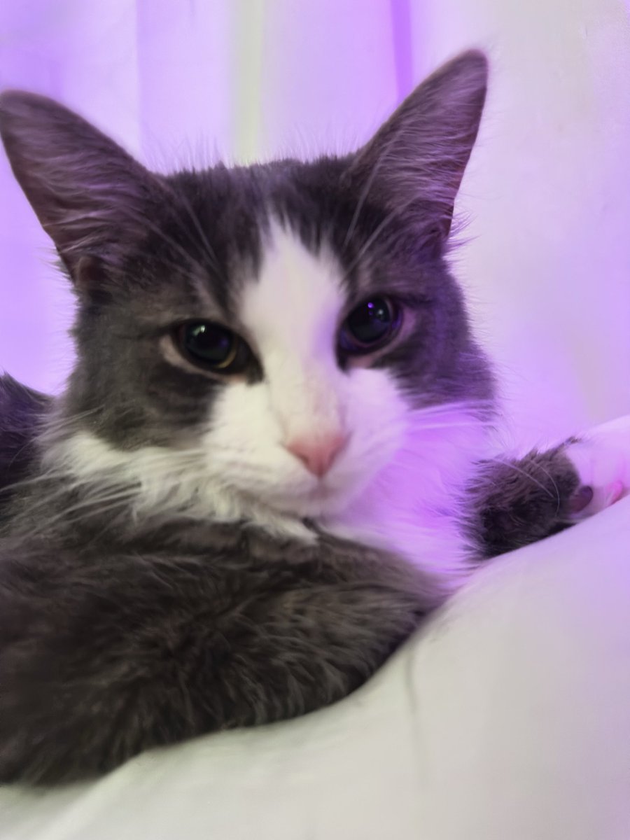 niynumbernine's tweet image. #cat