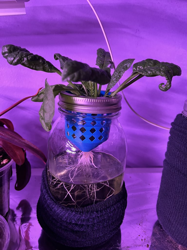 Grow your own food!! It’s easier than you think!