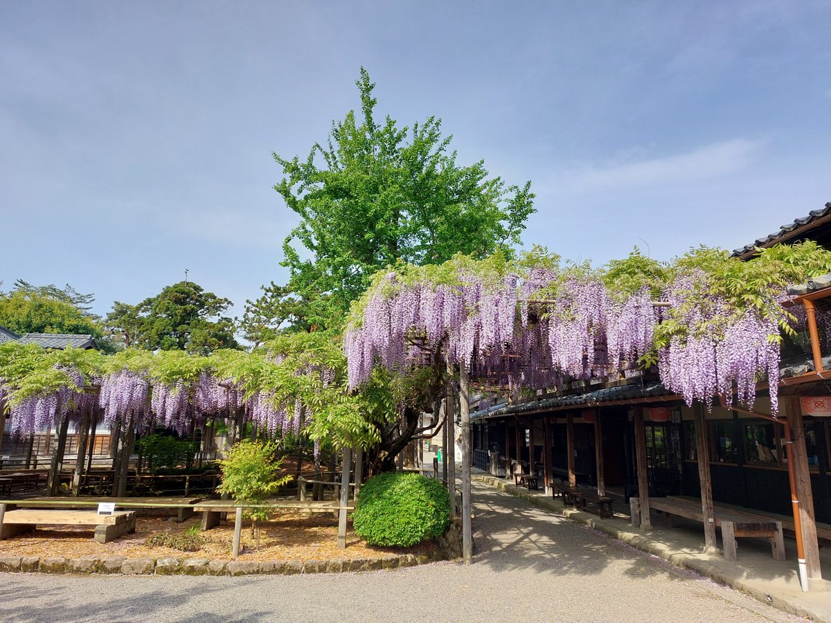 豪農の館 北方文化博物館 tweet media