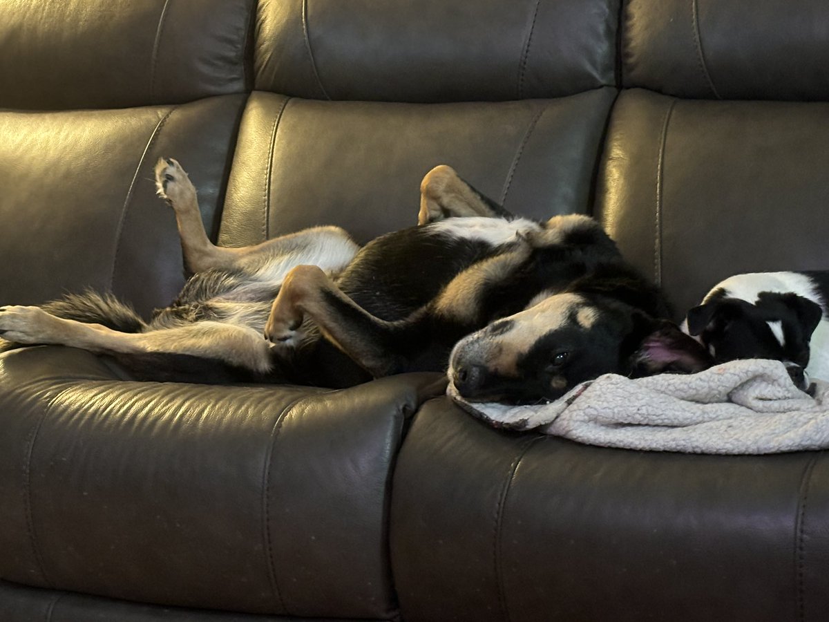 Hellbeastly's tweet image. Tummy tickles please!!!! #DogsOfTwitter