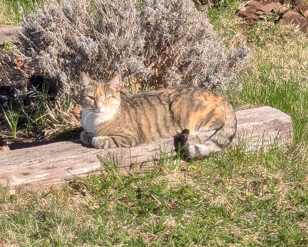 DrProximo's tweet image. Neighbourhood cat Molly. I've seen her once or twice a week recently, but I didn't think to get any pictures until today. #CatsRule #CatsOfTwitter #meow
