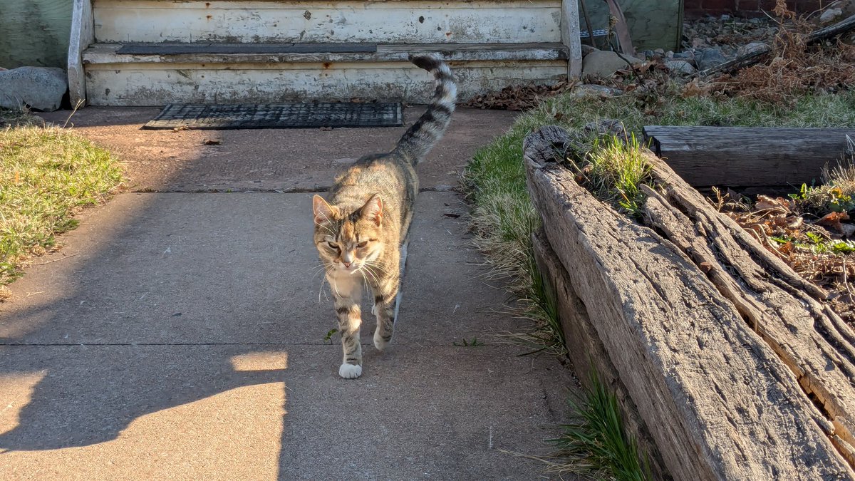 DrProximo's tweet image. Neighbourhood cat Molly. I've seen her once or twice a week recently, but I didn't think to get any pictures until today. #CatsRule #CatsOfTwitter #meow