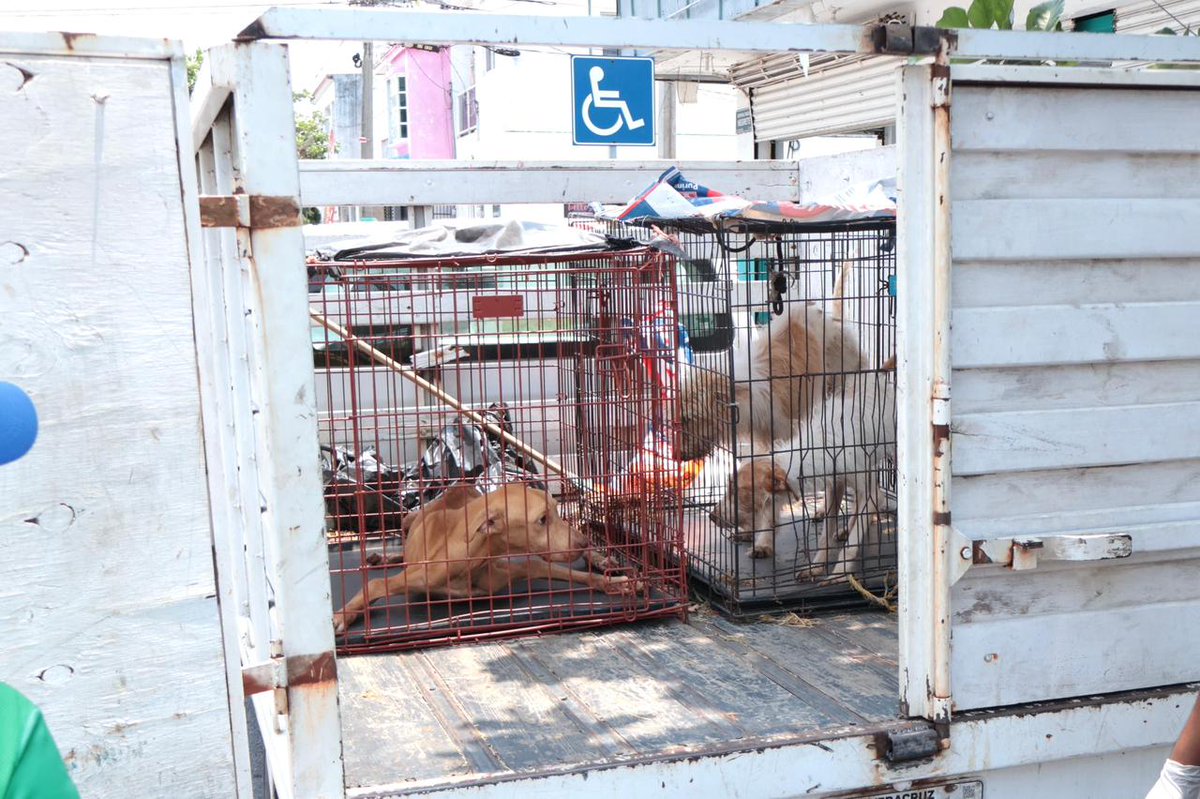 LoDelDia1's tweet image. #Noticias #Local | Rescata Ayuntamiento de Veracruz a tres caninos en condiciones de maltrato
lodeldia.com/noticias/local…