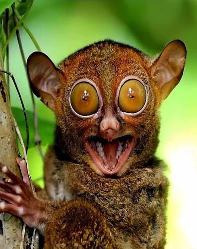 Tarsier 👀 tweet media