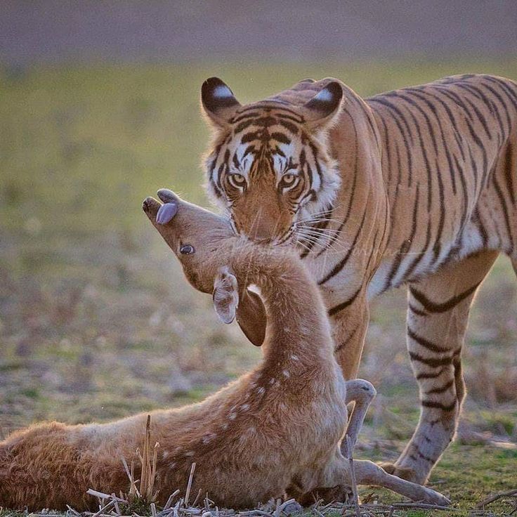 TIGER tweet media