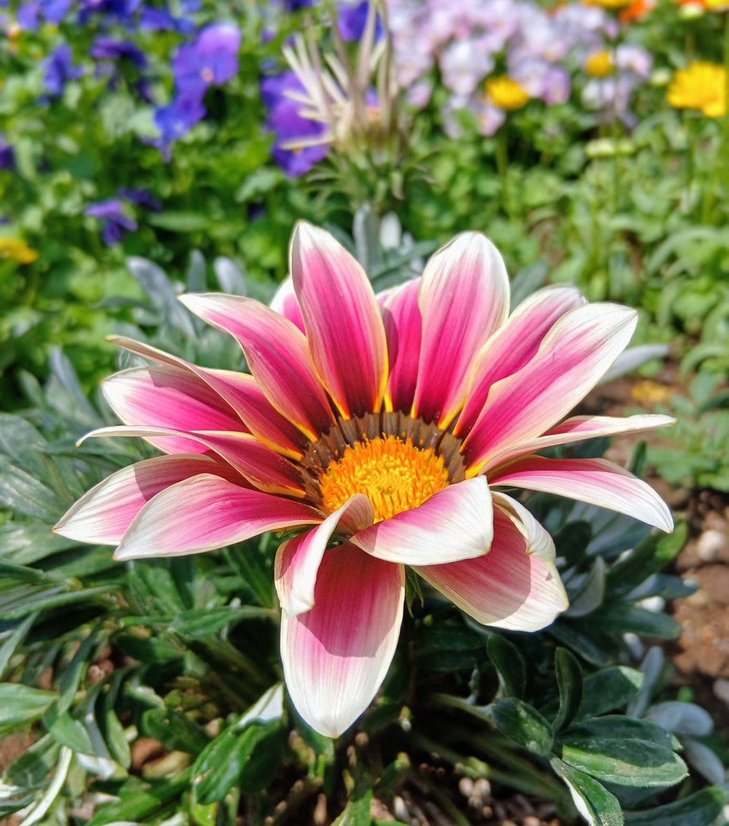 木曜日おはようございます🌼 いつもありがとうございます、本日も