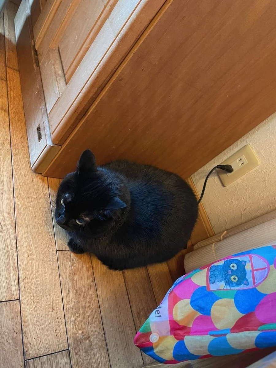 Black cats are not bad luck tweet media
