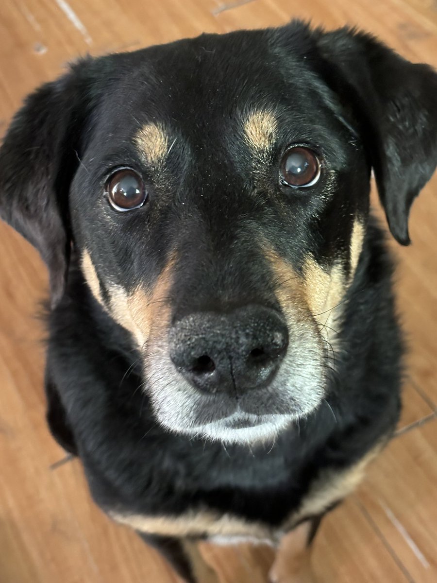 Hellbeastly's tweet image. Ember reminds you that #rescuepets are awesome!!!!! #DogsOfTwitter