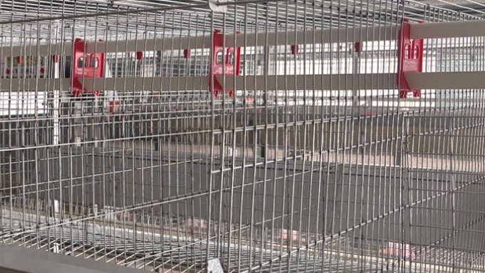 boke_162's tweet image. Automated poultry cage systems designed for streamlined workflows, animal welfare, and reliable, long-term farm operations. Built to scale, built to perform.#PoultryEquipment #AgriTech #FarmAutomation #LivestockFarming #SustainableAg