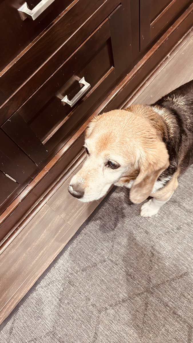 Mason BFP 🐞and 😇 Millie 🌈 tweet media