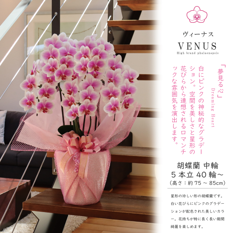 msd_shop's tweet photo. 開店のお祝いで嫁ぎました

★お届けのお花
【ヴィーナス 5本立ち 中輪 40輪～ 白ピンク グラデーション】

★こちらのお花情報
https://t.co/jc1wbjdEGO

■楽天市場のMSDナーセリー
https://t.co/Vl350aHR5l

#ヴィーナス #開店祝い #純国産の胡蝶蘭 #胡蝶蘭 #msdナーセリーで感謝の気持ちを伝えよう https://t.co/LfQ3d7az9m