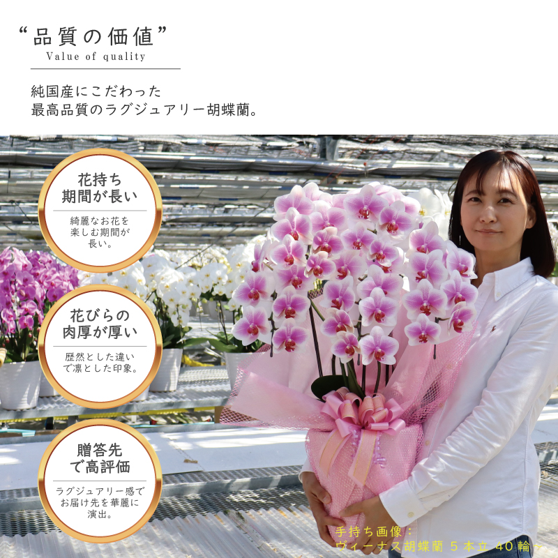 msd_shop's tweet photo. 開店のお祝いで嫁ぎました

★お届けのお花
【ヴィーナス 5本立ち 中輪 40輪～ 白ピンク グラデーション】

★こちらのお花情報
https://t.co/jc1wbjdEGO

■楽天市場のMSDナーセリー
https://t.co/Vl350aHR5l

#ヴィーナス #開店祝い #純国産の胡蝶蘭 #胡蝶蘭 #msdナーセリーで感謝の気持ちを伝えよう https://t.co/LfQ3d7az9m
