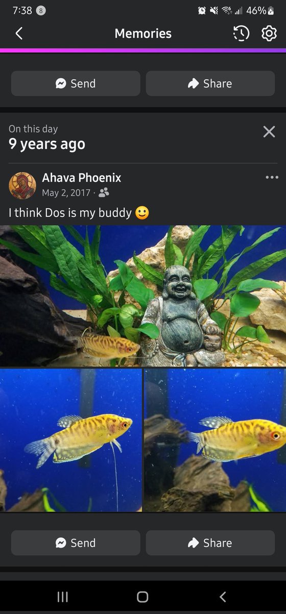 Ahava Phoenix tweet media