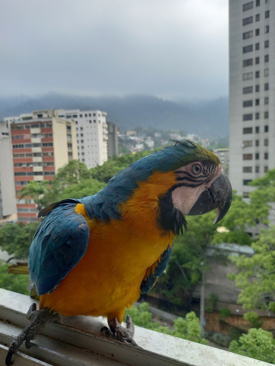 karelisjvc's tweet image. 🌲🦜Relato Guaquis🦜🌲
Sáb, 2 de may🎬

📢 Hoy: De hermosas bellezas plumosas, mis 2amores..🥰♥️

🌻La mañana:

🪶A eso de las 6:20am aterrizan 2, pero mejor esperar para +tarde😅

🪶Iniciando con
🦜Jackson y su pareja
🦜La belleza-sin/plumas

⤵️ 1/11

#macaw #photo #love #fotos