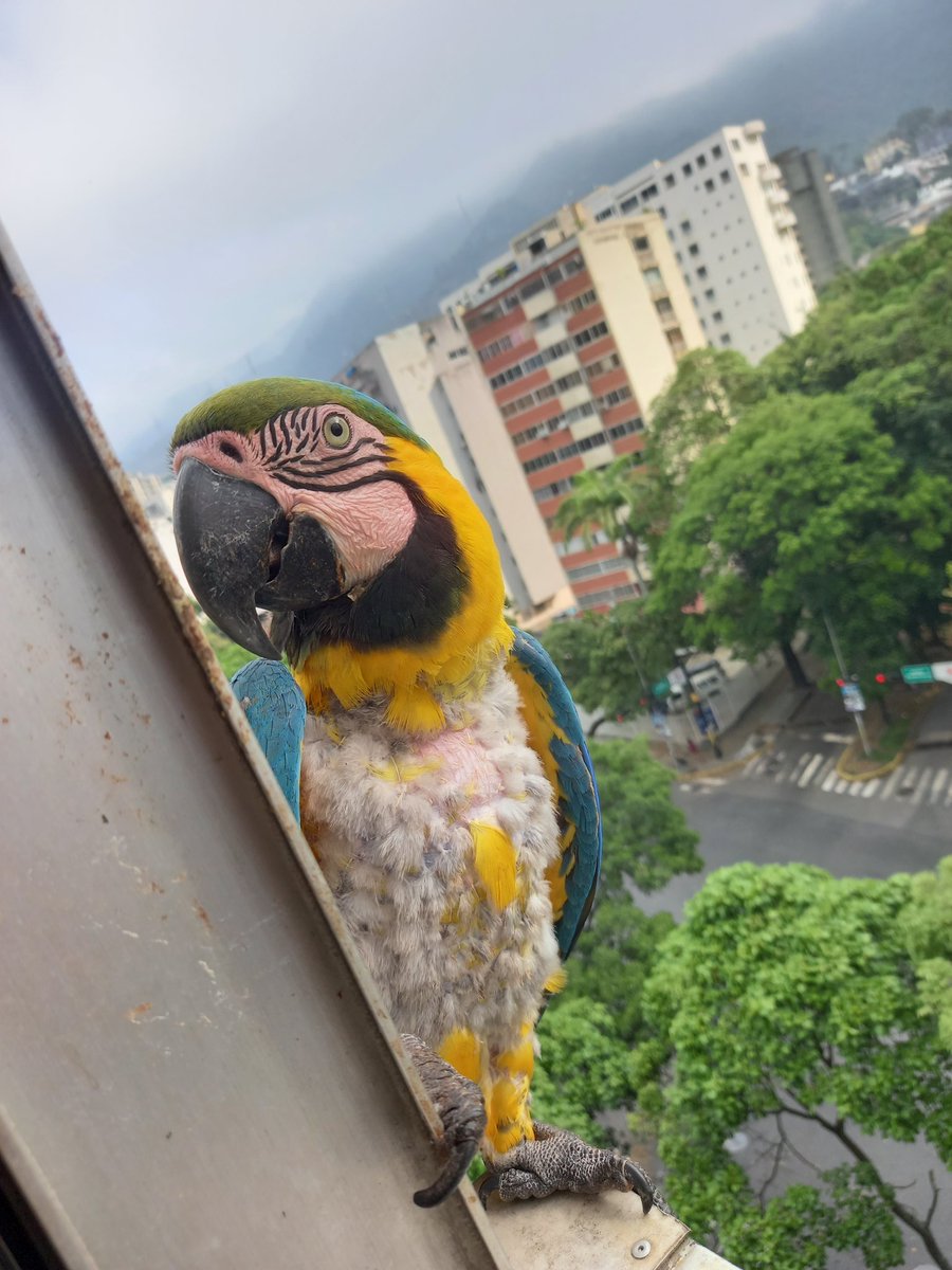 karelisjvc's tweet image. 🌲🦜Relato Guaquis🦜🌲
Sáb, 2 de may🎬

📢 Hoy: De hermosas bellezas plumosas, mis 2amores..🥰♥️

🌻La mañana:

🪶A eso de las 6:20am aterrizan 2, pero mejor esperar para +tarde😅

🪶Iniciando con
🦜Jackson y su pareja
🦜La belleza-sin/plumas

⤵️ 1/11

#macaw #photo #love #fotos