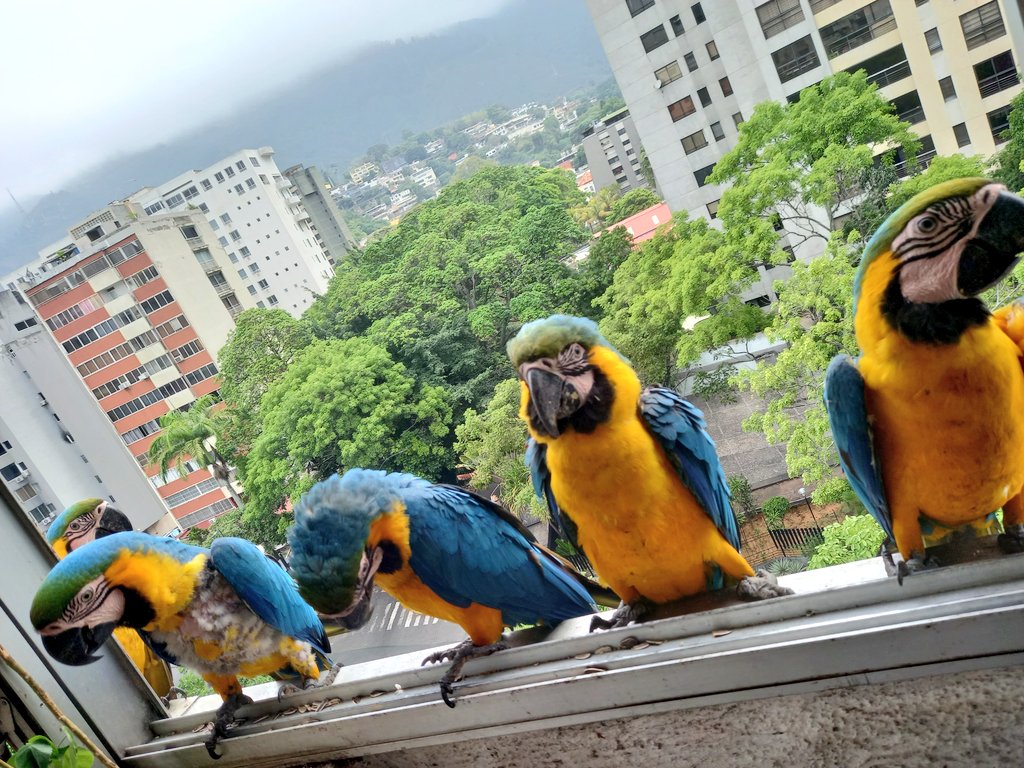 karelisjvc's tweet image. 🪶También...
🦜Otra belleza
🦜Adán

🪶Estoy pensando ponerle nombre:
••A la pareja de Jackson: 🦜Reina
••A la que tiene esa condición en su cuerpo: 🦜Motica

📸 2: Adán

⤵️ 2/11

#macaw #guacamaya #photo #photography #style #landscape #birds #pictures #love #animaloftheday