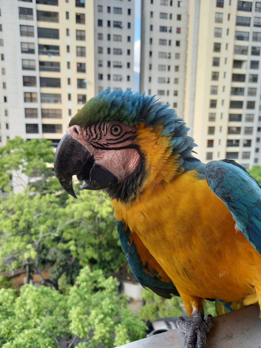 karelisjvc's tweet image. 🪶Aunque como que se había retirado y luego vuelve, ahora sí me me doy cuenta, en pleno grupo...♥️🥳
🦜Piolín-📸

⤵️ 8/11

#macaw #guacamaya #photo #video #photography #photographyisart #love #animalLovers #amor #funny #style #animaloftheday #fotos #pictures #pics