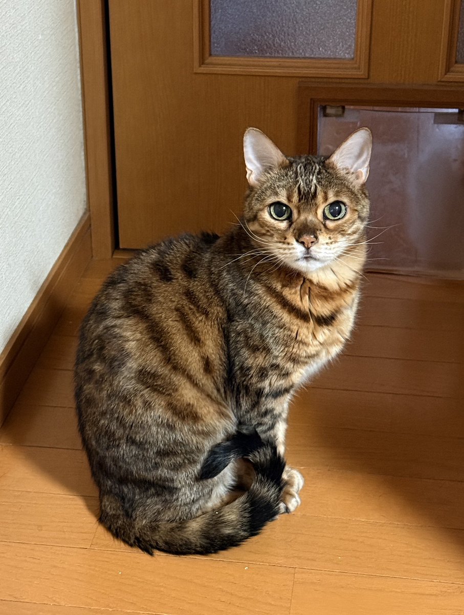ガルフ917👯‍♀️ tweet media