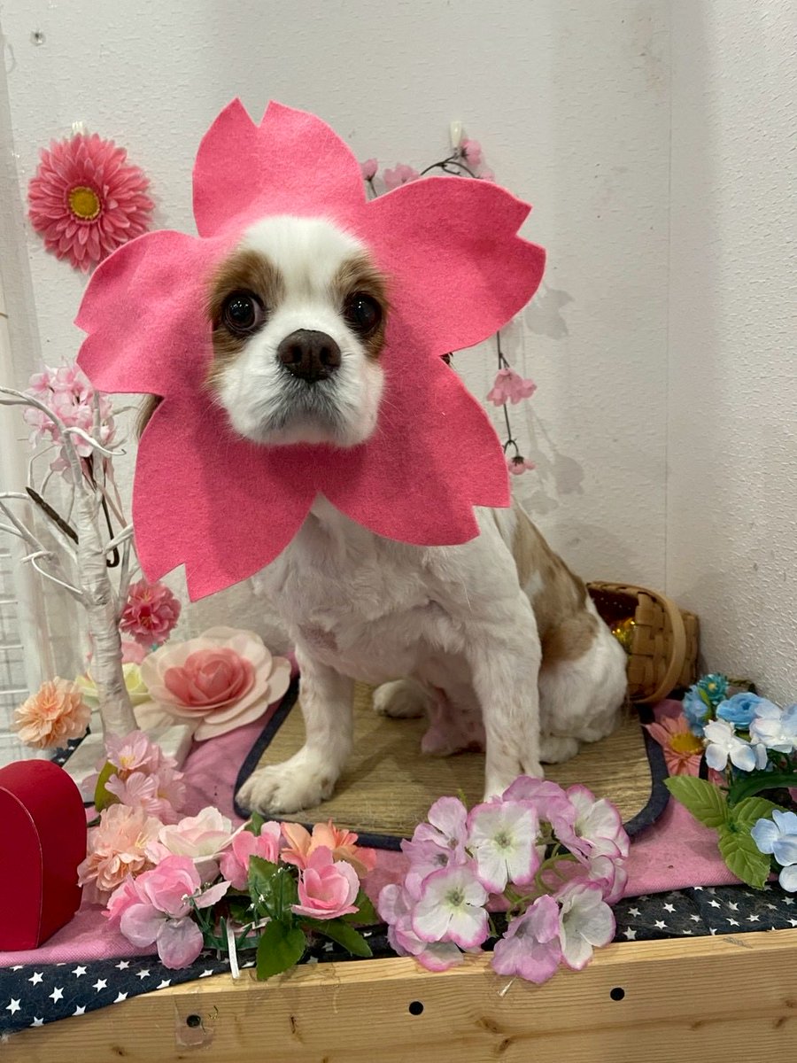 アポパパ🐶 tweet media