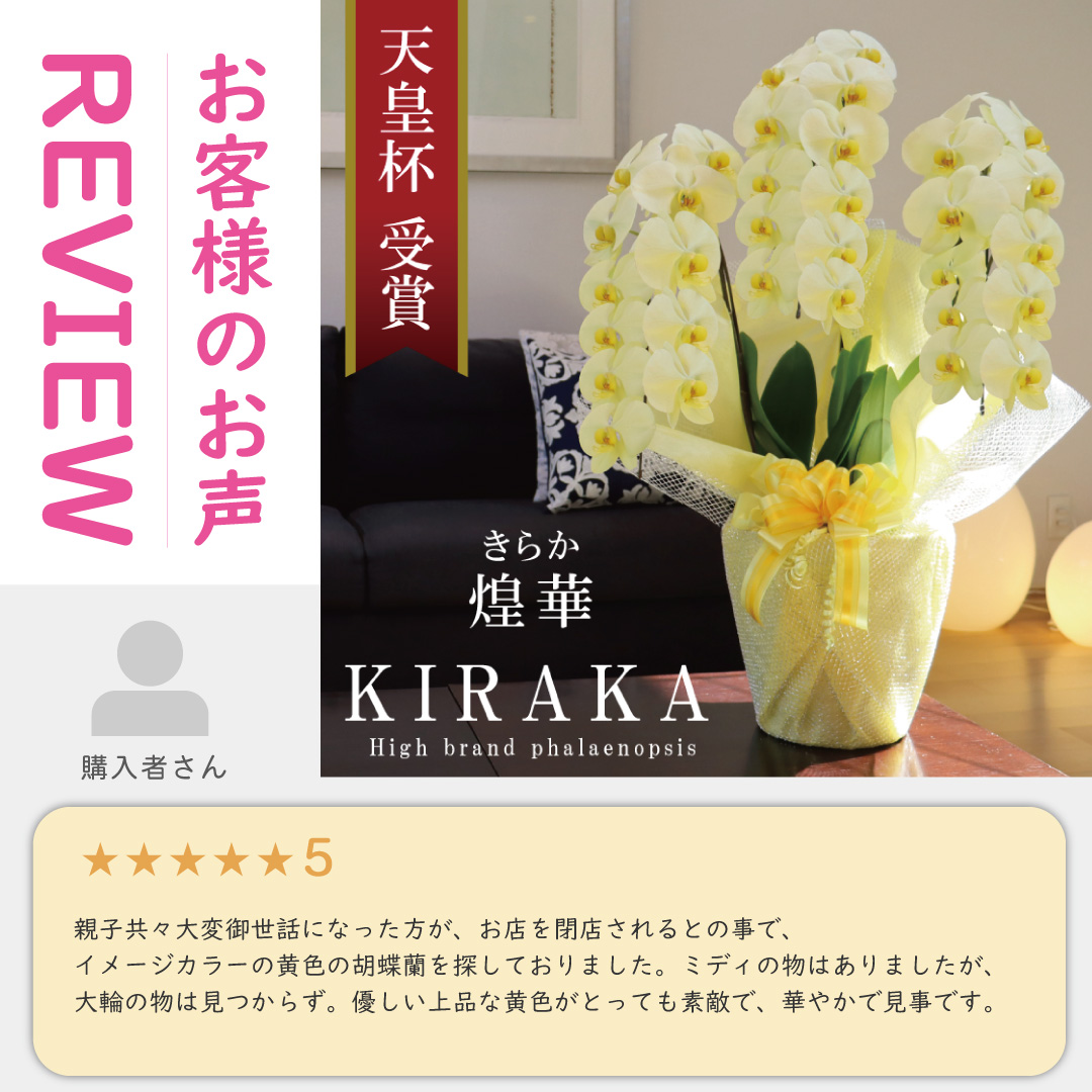 msd_shop's tweet photo. ★お届けのお花
【煌華 きらか 3本立ち 大輪 33輪～ 黄色】

★こちらのお花情報
https://t.co/HY6yhvozNf

■楽天市場のMSDナーセリー
https://t.co/Vl350aHR5l

#黄色胡蝶蘭 #お祝い #純国産の胡蝶蘭 #胡蝶蘭 #msdナーセリーで感謝の気持ちを伝えよう https://t.co/g74UK0AzPh
