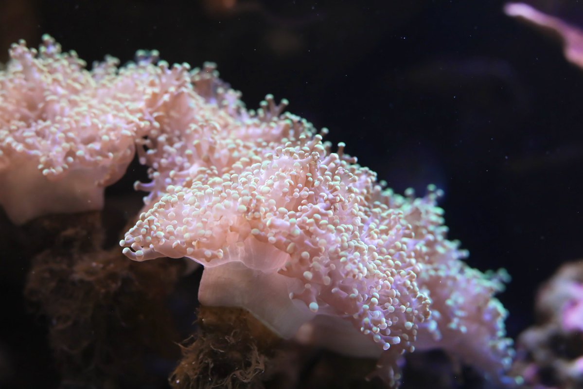 横浜開運水族館 フォーチュンアクアリウム tweet media