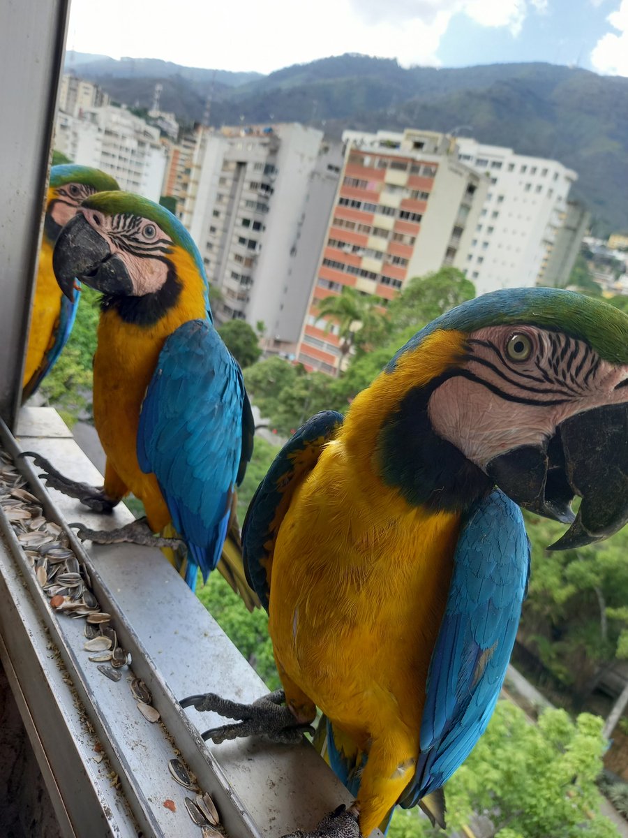 karelisjvc's tweet image. 📸
1: Pepito y Bonita
2: la escuelita Ruí~Ruá 😂🥳 en perfecta formación 🤭

🪶Y pueden creer, que entre esos aterrizajes, en una foto, me doy cuenta que estaba ♥️🤣Piolín y no me había fijado...😅-📸 3--1er plano

⤵️ 7/11

#macaw #love #photo #video #photographyisart #landscape