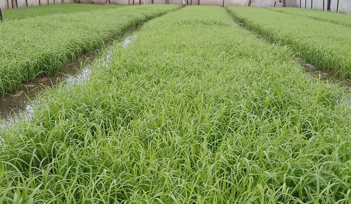 #Rice_Growers🇵🇸 🇮🇩🇵🇸 tweet media