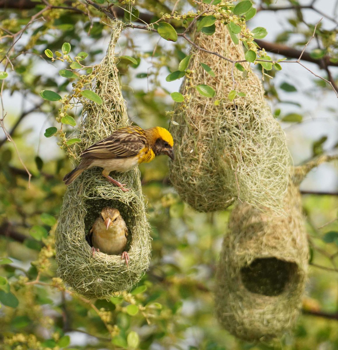 SantoshKumarBRS's tweet image. Weekly dose of my #Photography 📷 .

Nature’s finest architects at work 🐦. 
A tiny home, carefully woven, filled with life and care proof that even the smallest creatures create the most beautiful things.

Have a #HappySunday 😊.

#Nature #Wildlife #Birds #Photography