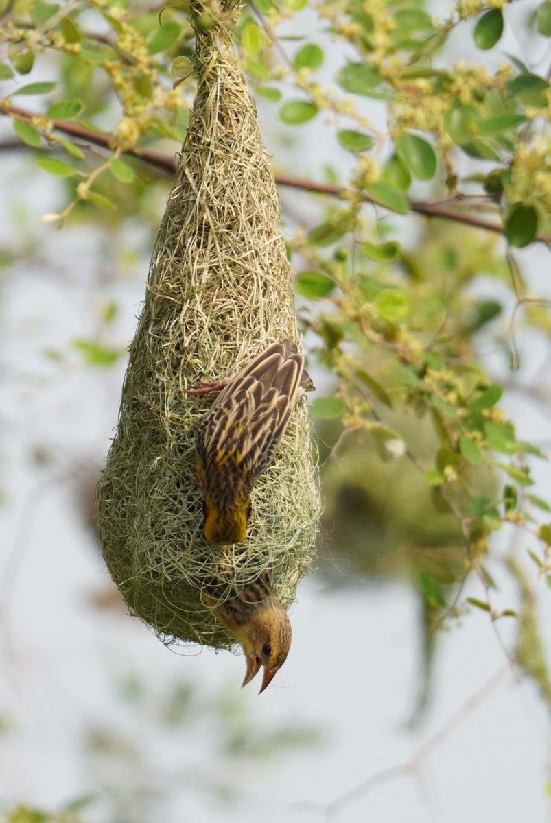 SantoshKumarBRS's tweet image. Weekly dose of my #Photography 📷 .

Nature’s finest architects at work 🐦. 
A tiny home, carefully woven, filled with life and care proof that even the smallest creatures create the most beautiful things.

Have a #HappySunday 😊.

#Nature #Wildlife #Birds #Photography