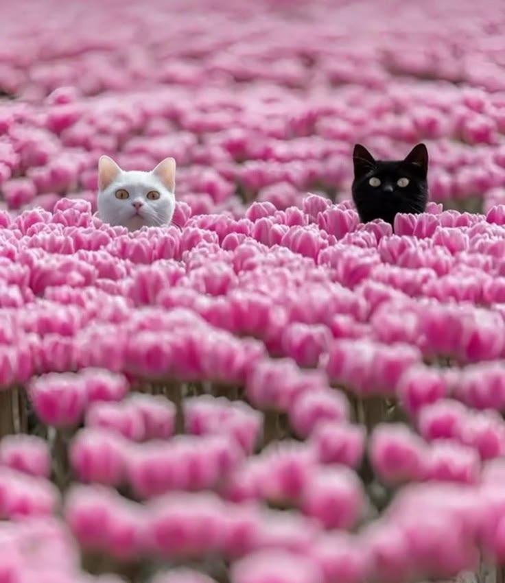 CATIZEN tweet media