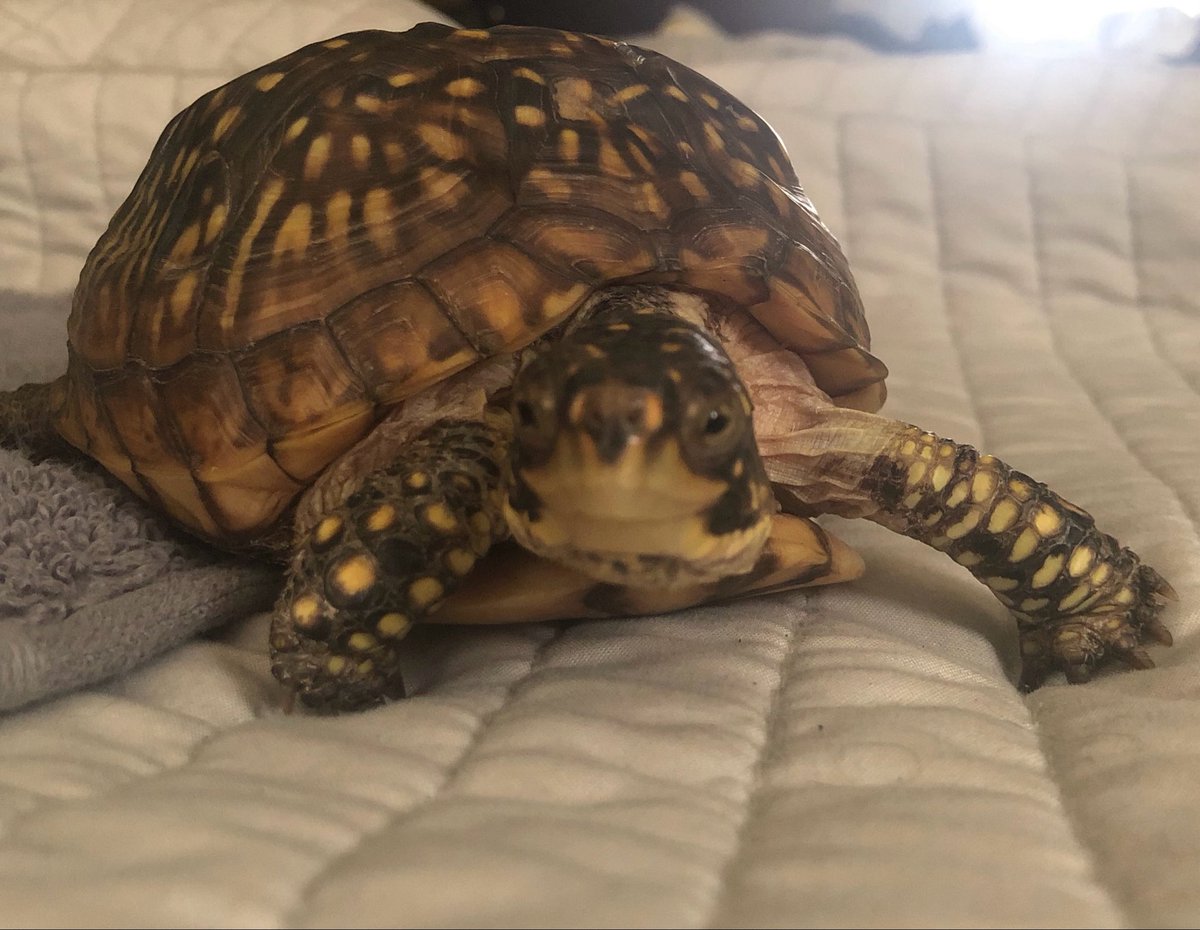 Turtle tweet media